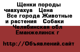 Щенки породы чиахуахуа › Цена ­ 12 000 - Все города Животные и растения » Собаки   . Челябинская обл.,Еманжелинск г.